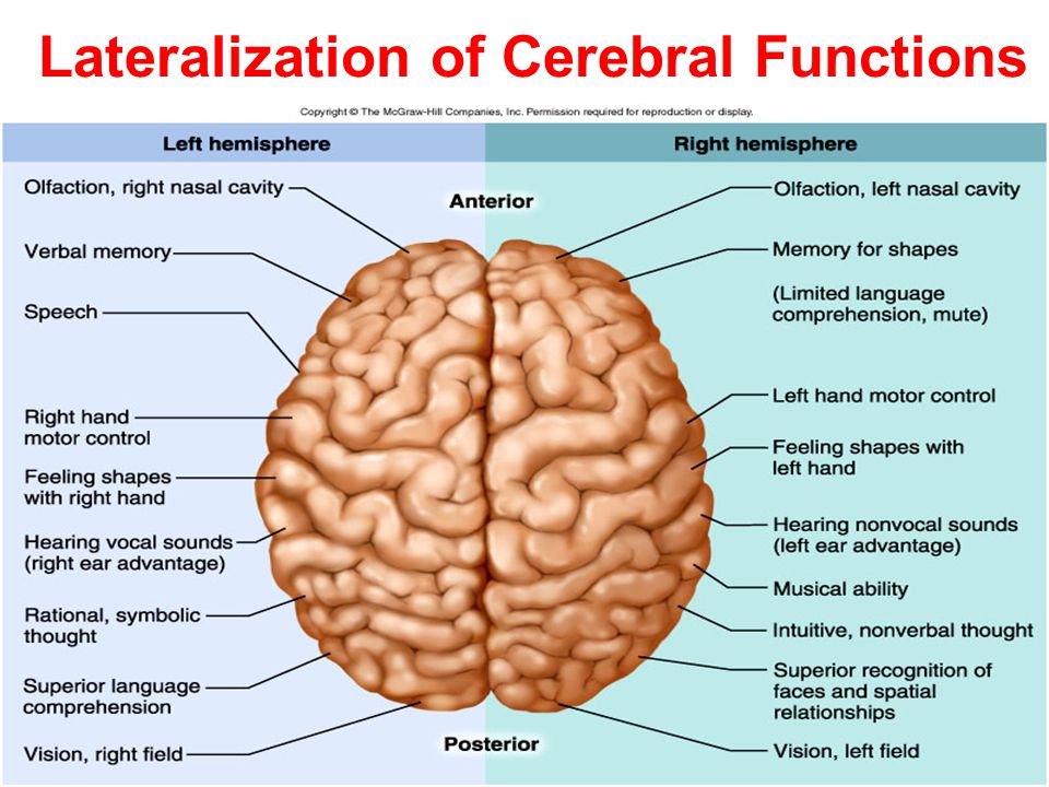 Lateralization of brain function